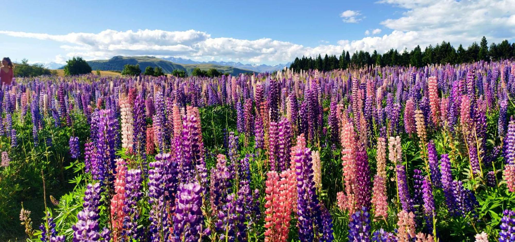 37 Galaxy C Studio Lake Tekapo Exterior foto